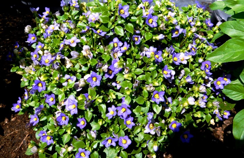 persian violet  care