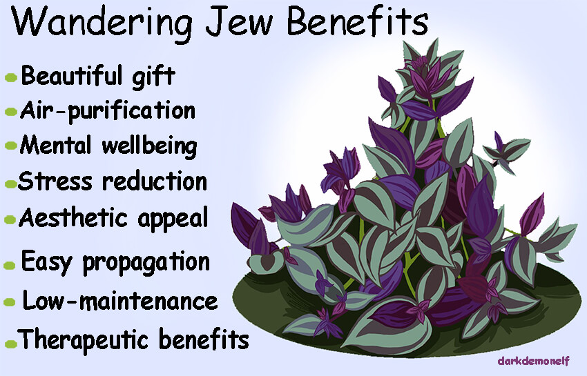 wandering jew benefits list