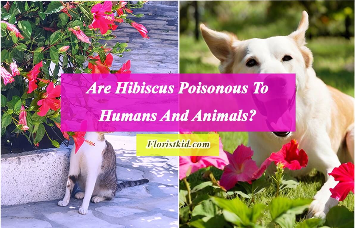 Are Hibiscus Poisonous To Humans And Animals