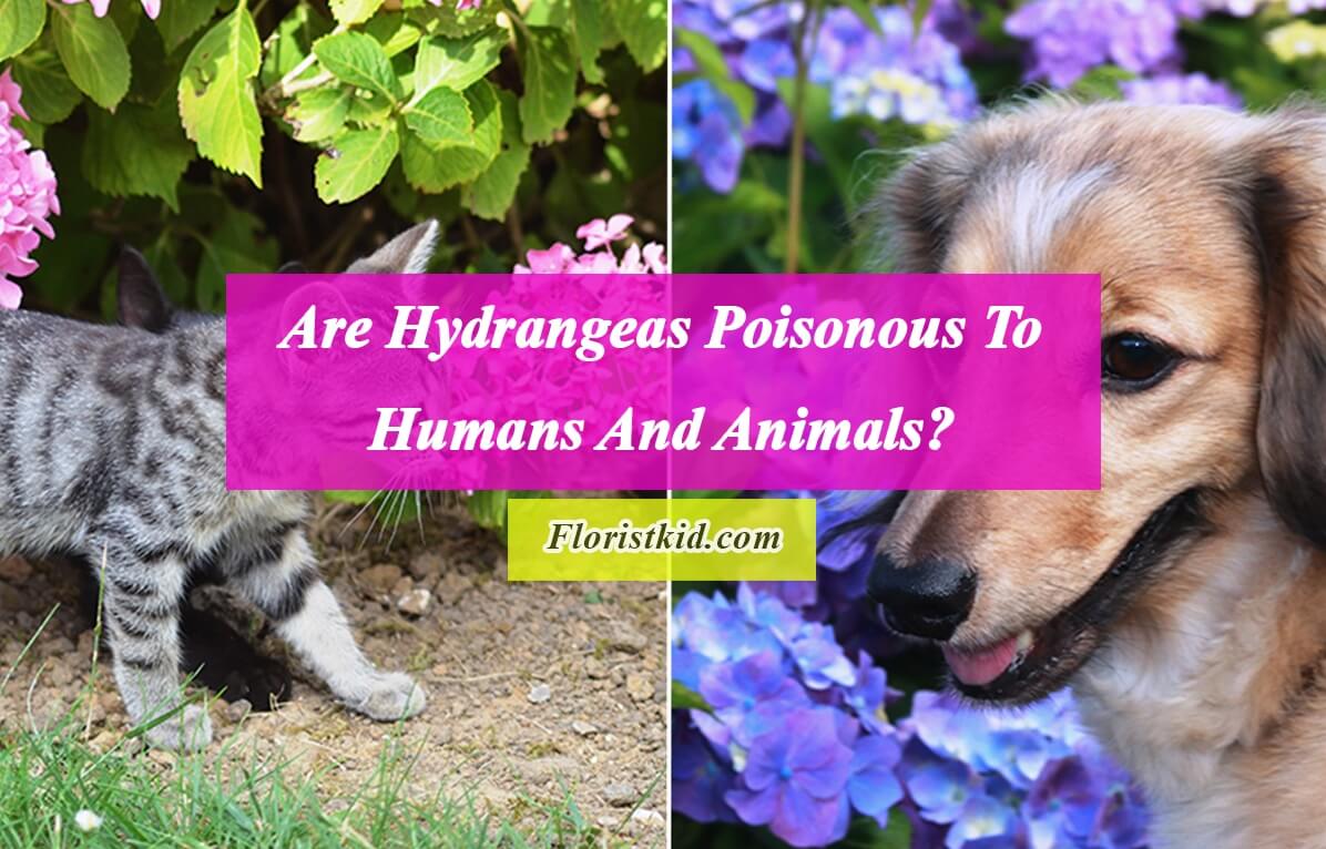 Are Hydrangeas Poisonous To Humans And Animals