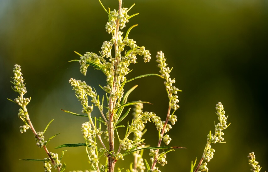 Mugwort plant