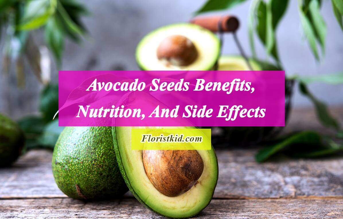 Avocado Seeds Benefits, Nutrition, And Side Effects