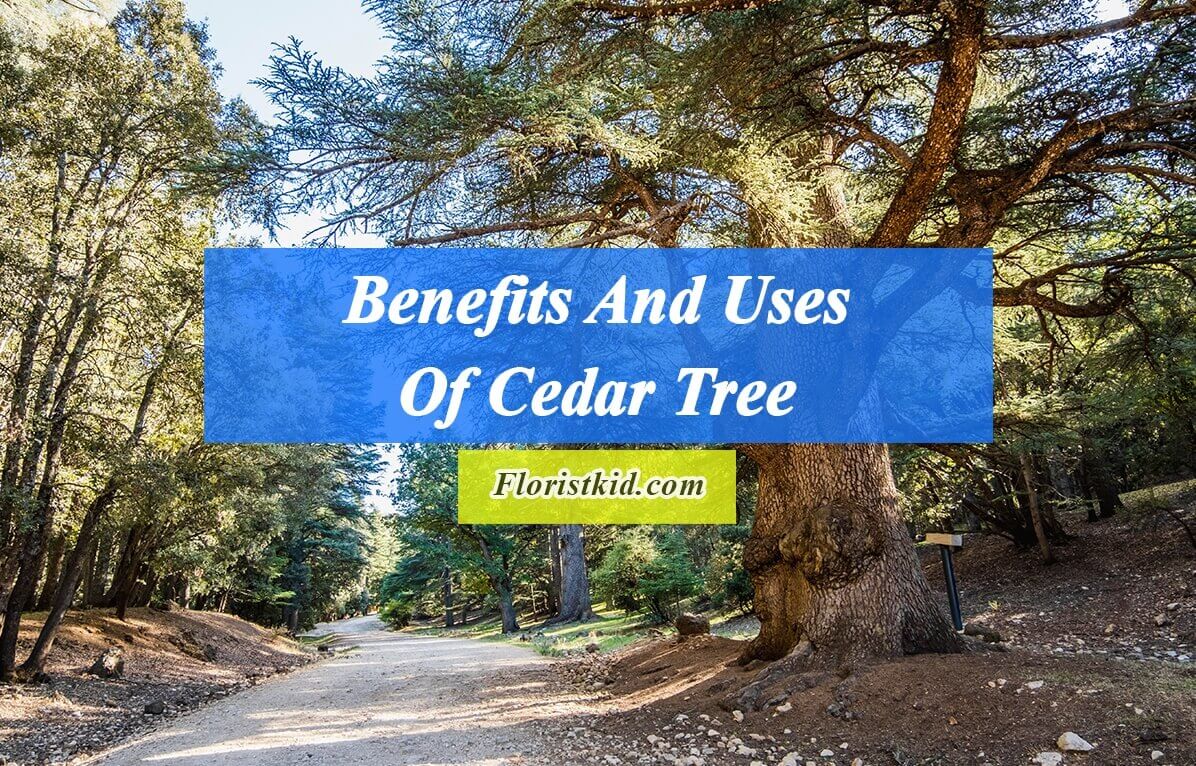 Benefits And Uses Of Cedar Tree