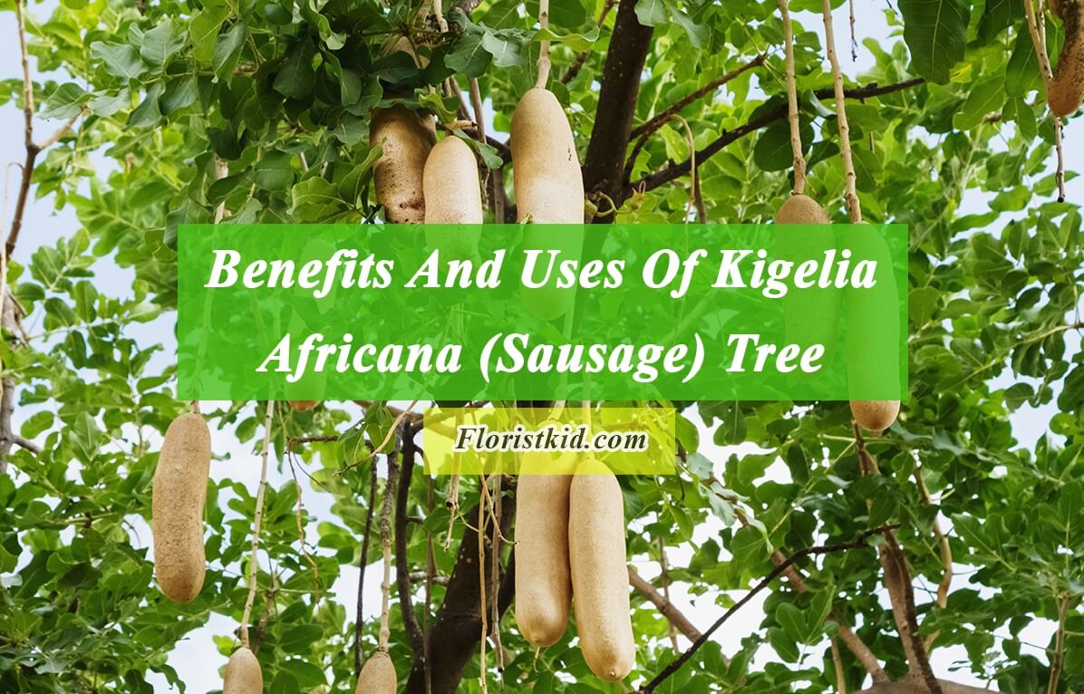 Benefits And Uses Of Kigelia Africana (Sausage) Tree