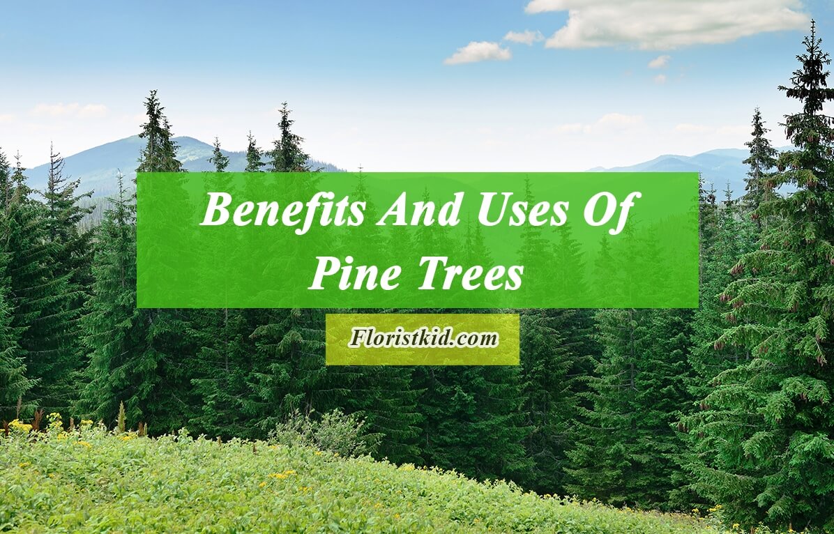 Benefits And Uses Of Pine Trees