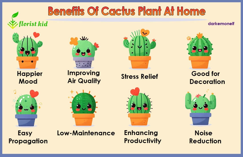 Benefits of cactus plants at home