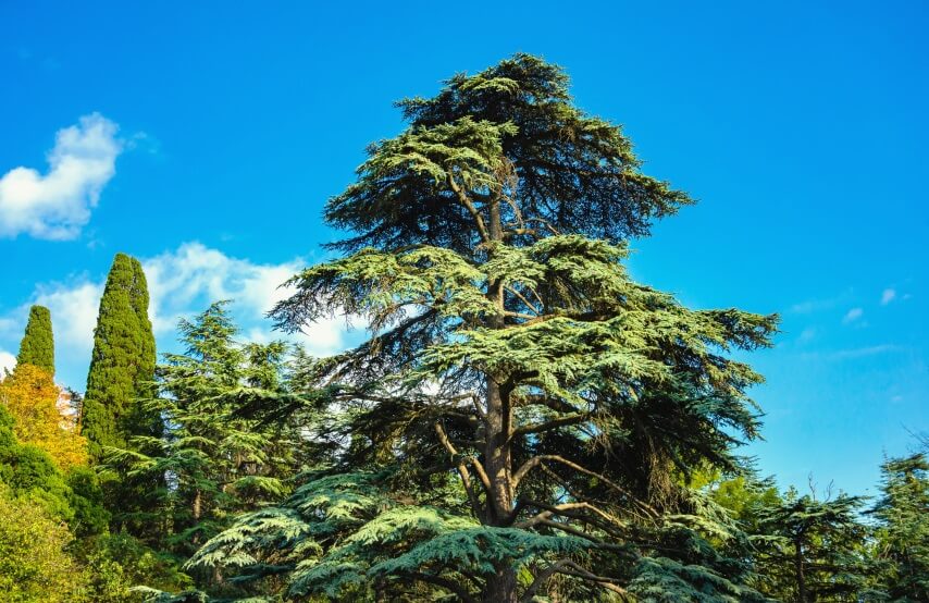 uses of cedar trees