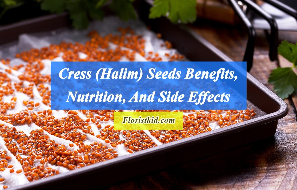 garden cress (Halim) Seeds Benefits, Nutrition, And Side Effects