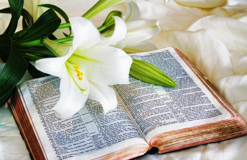 Easter Lily on book