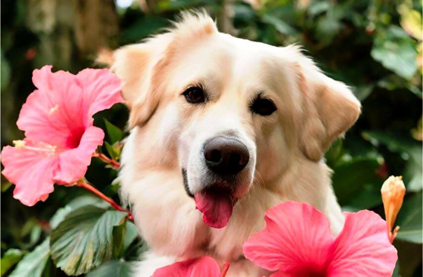 Are Hibiscus Poisonous To Dogs?