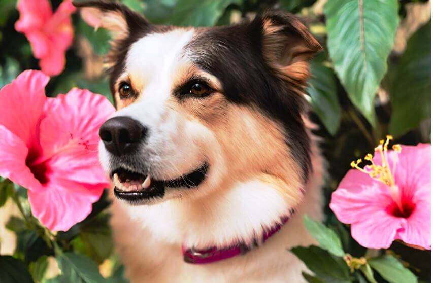 Hibiscus near dog