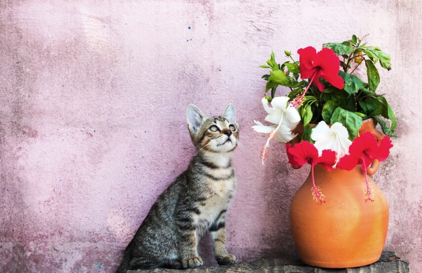 Are Hibiscus Poisonous To Cats?