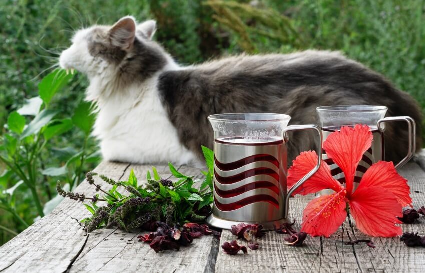 Hibiscus tea beside a cat