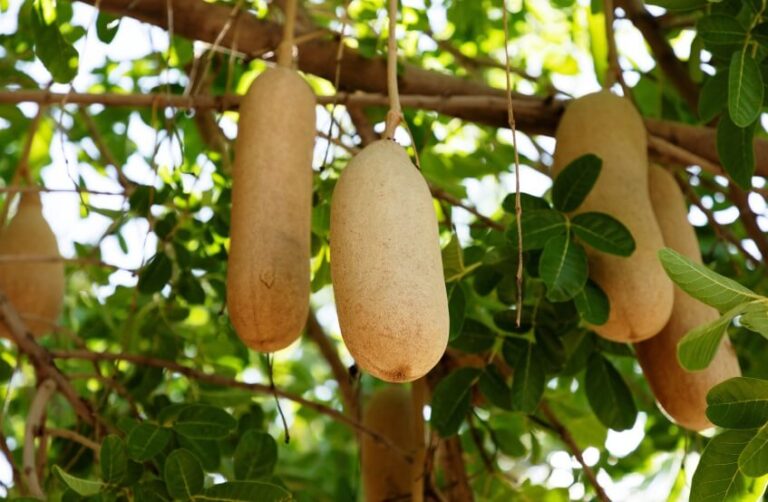 Benefits And Uses Of Kigelia Africana (Sausage) Tree