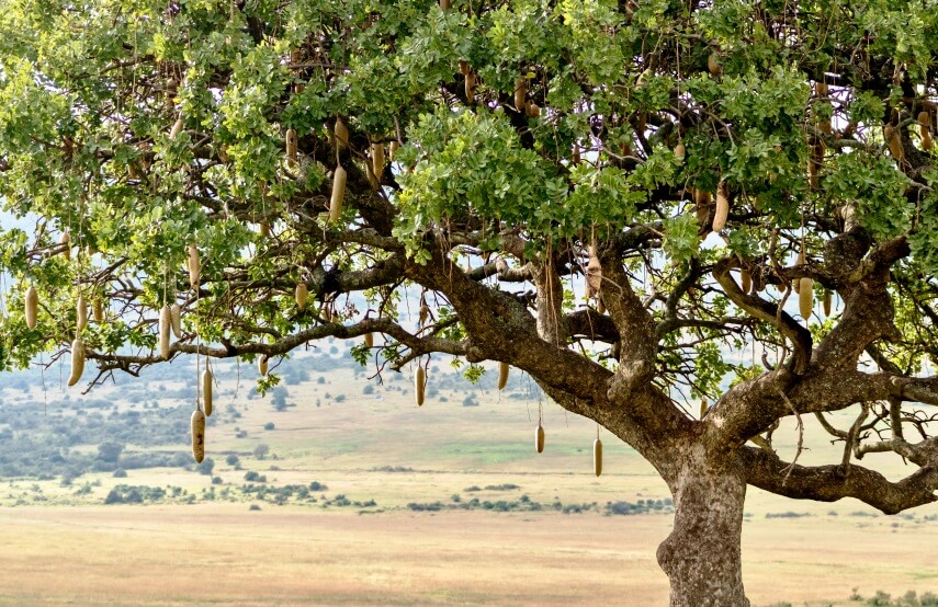 The magical properties of the African Sausage Tree Kigelia Africana –  Lombardi Smith