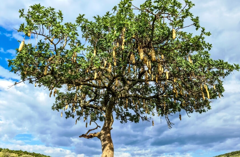 uses of Kigelia pinnata tree