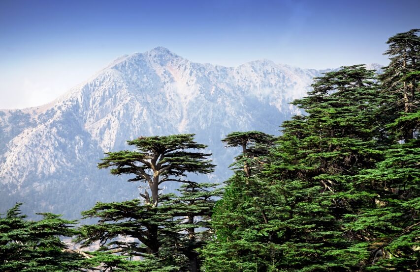 Lebanese Cedar tree forest