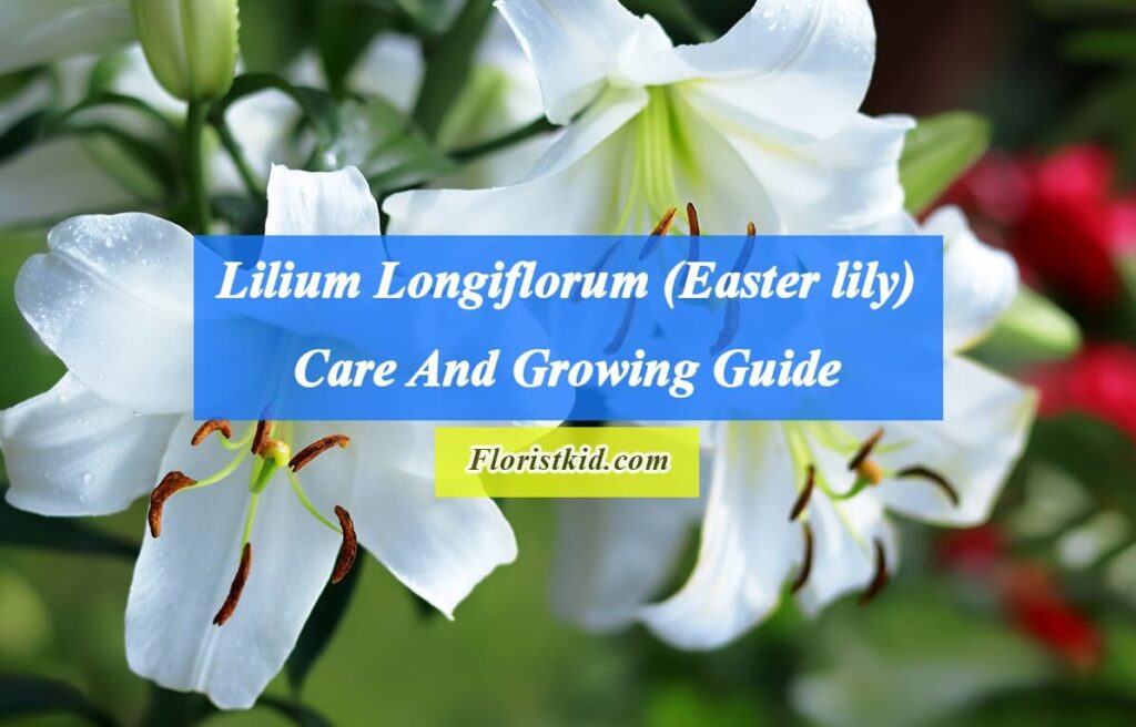 Lilium Longiflorum (Easter lily) Care And Growing Guide