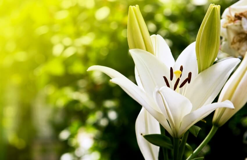 Easter Lily care