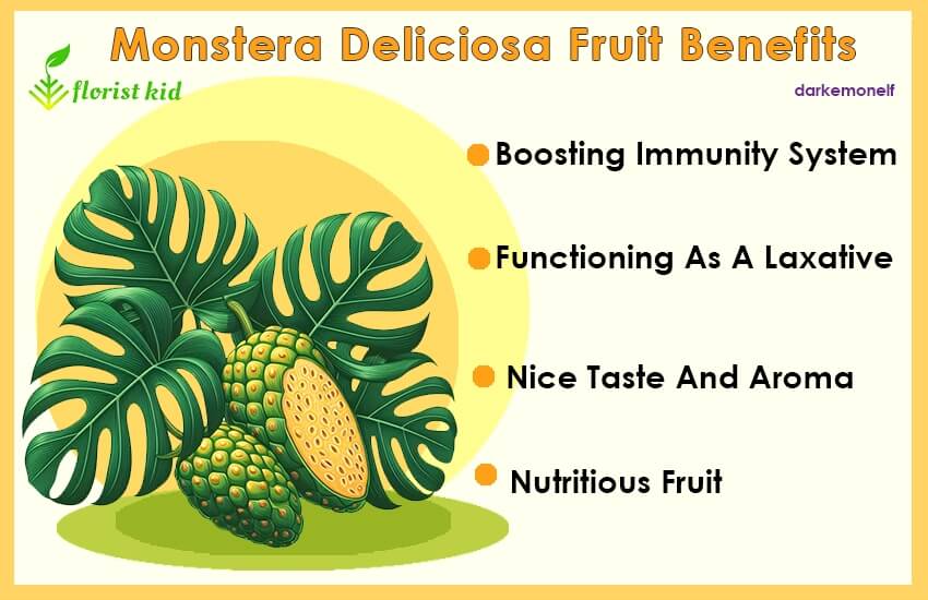 list of Monstera Deliciosa Fruit Benefits