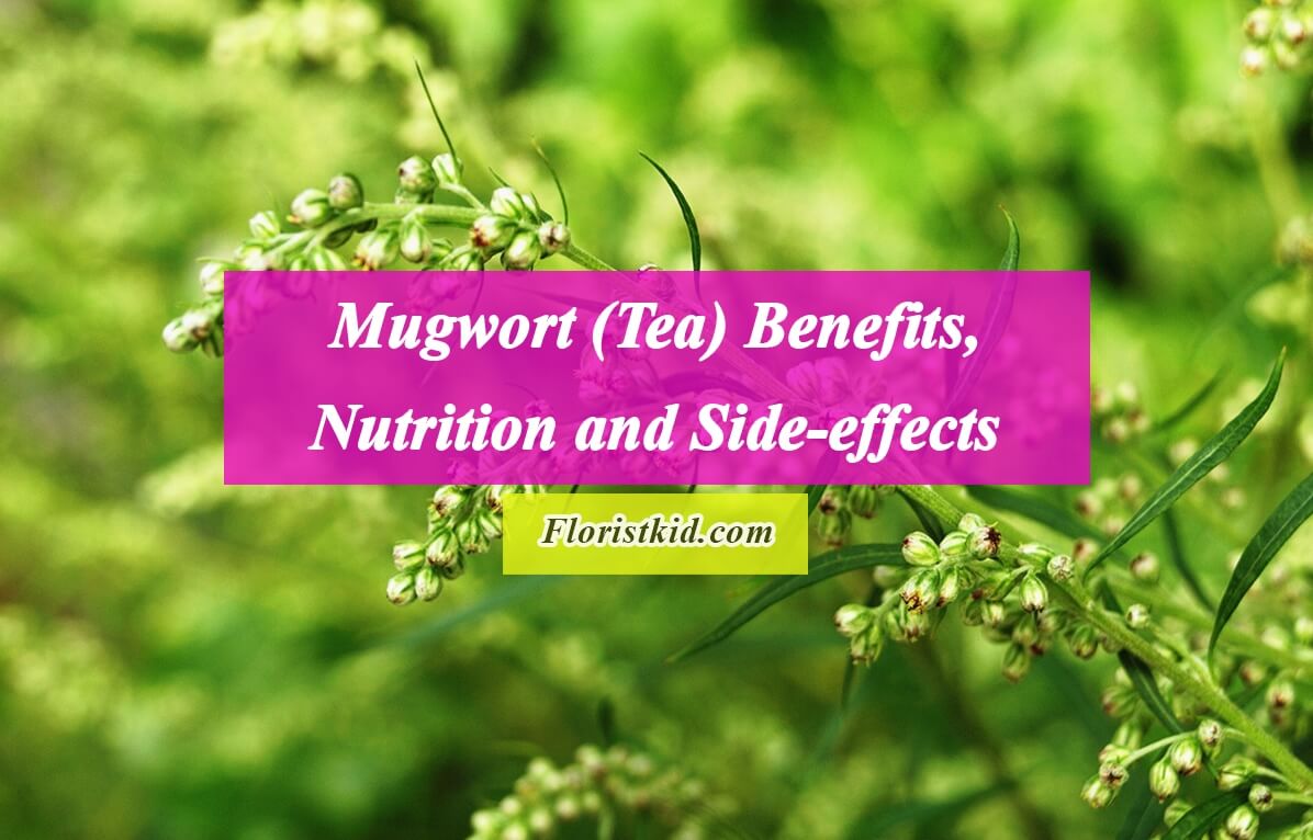 Mugwort (Tea) Benefits, Nutrition and Side-effects