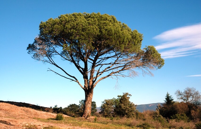 Pinus Halepensis tree