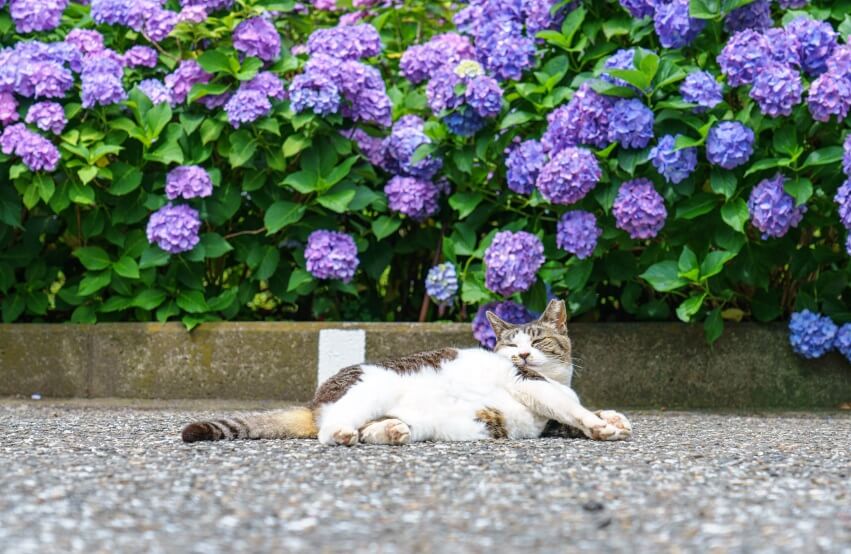 a cat lying on road near Hydrangeas