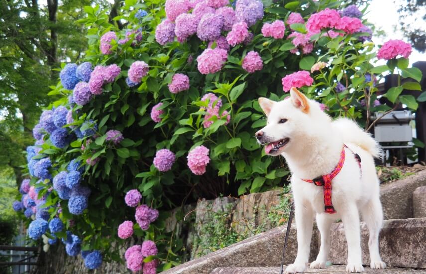 hydrangeas are poisonous to dogs