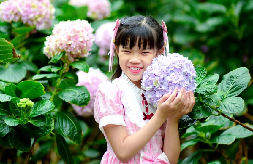 a girl and Hydrangea flowers