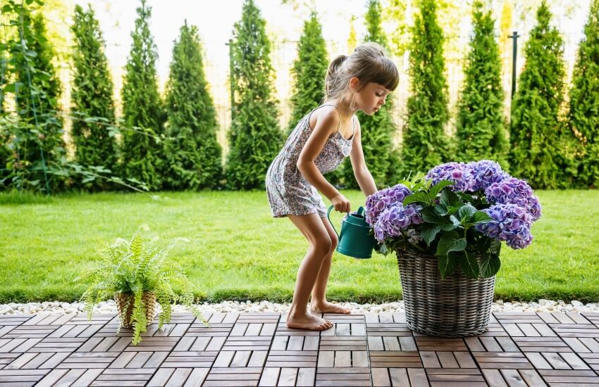hydrangeas are poisonous to humans and kids