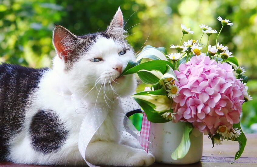 hydrangeas are poisonous to cats