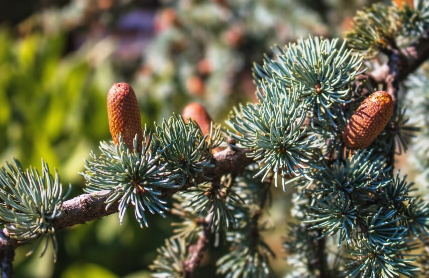 blue Atlas cedar with yellowish-red cones