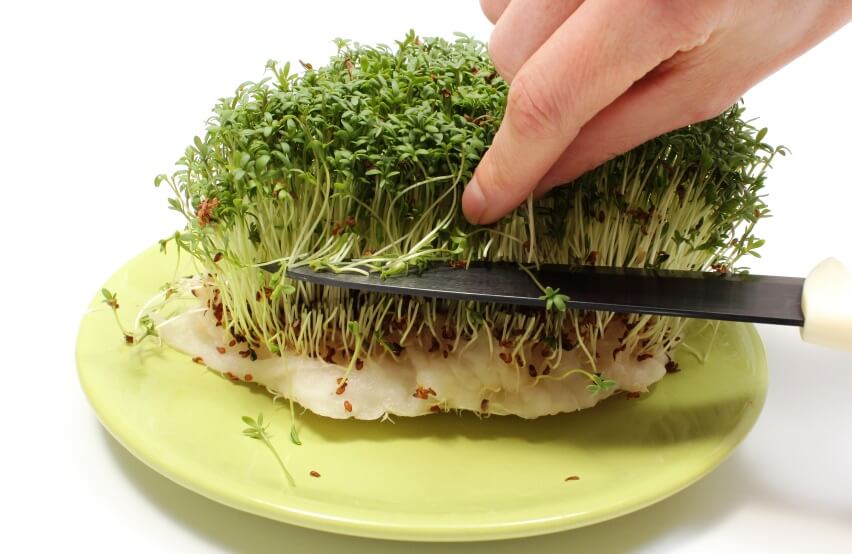 cutting cress sprouts