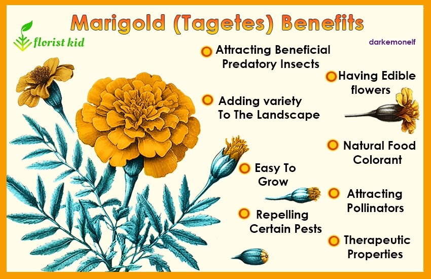 list of marigold (tagetes) benefits
