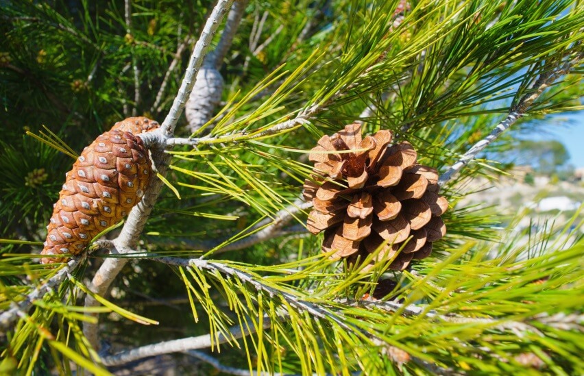 pine tree fruit