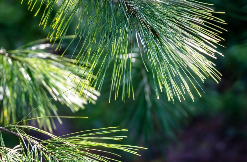 pine tree needles and leaves