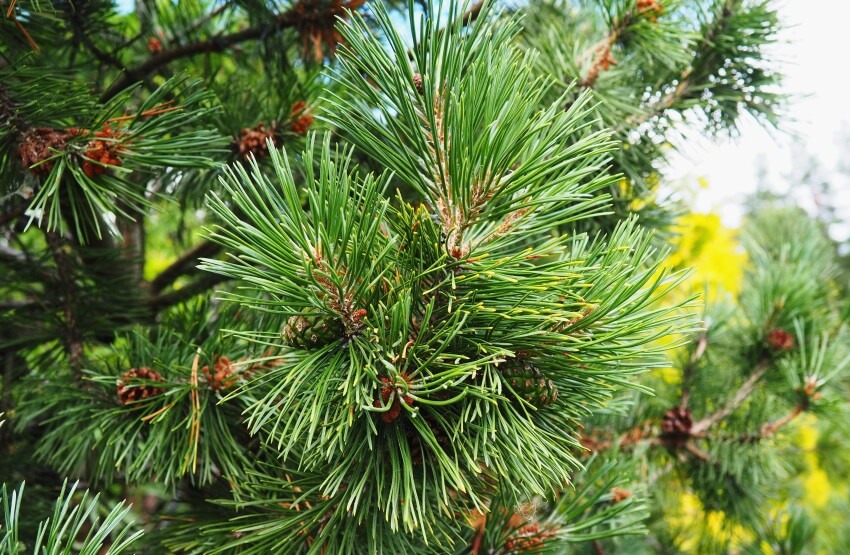 pine needles