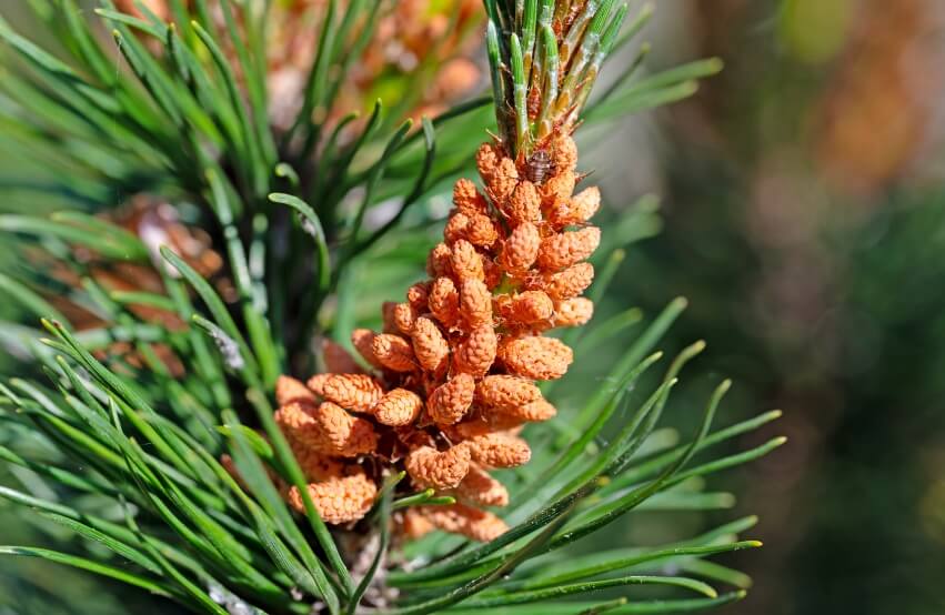 benefits of Pine Pollen 