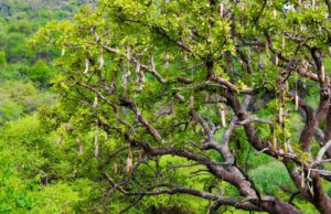 Benefits And Uses Of Kigelia Africana (Sausage) Tree