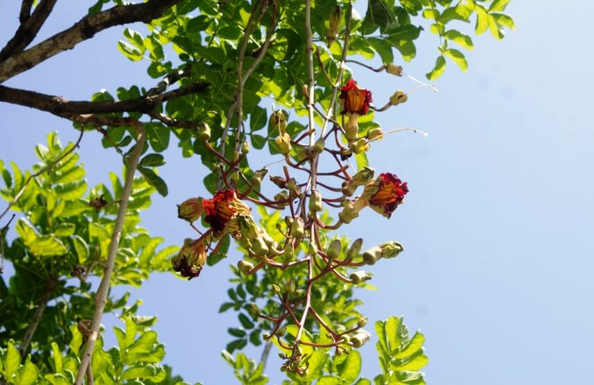 sausage tree flowers