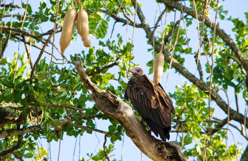 sausage tree fruits