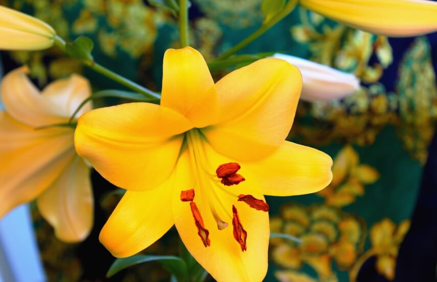 yellow easter lily