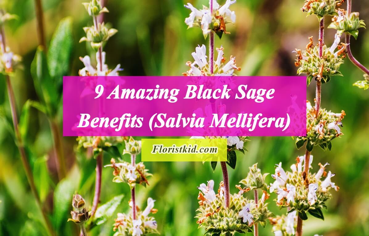 9 Amazing Black Sage Benefits (Salvia Mellifera)