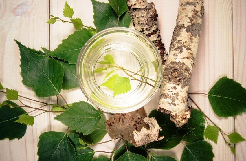 benefits of birch tea