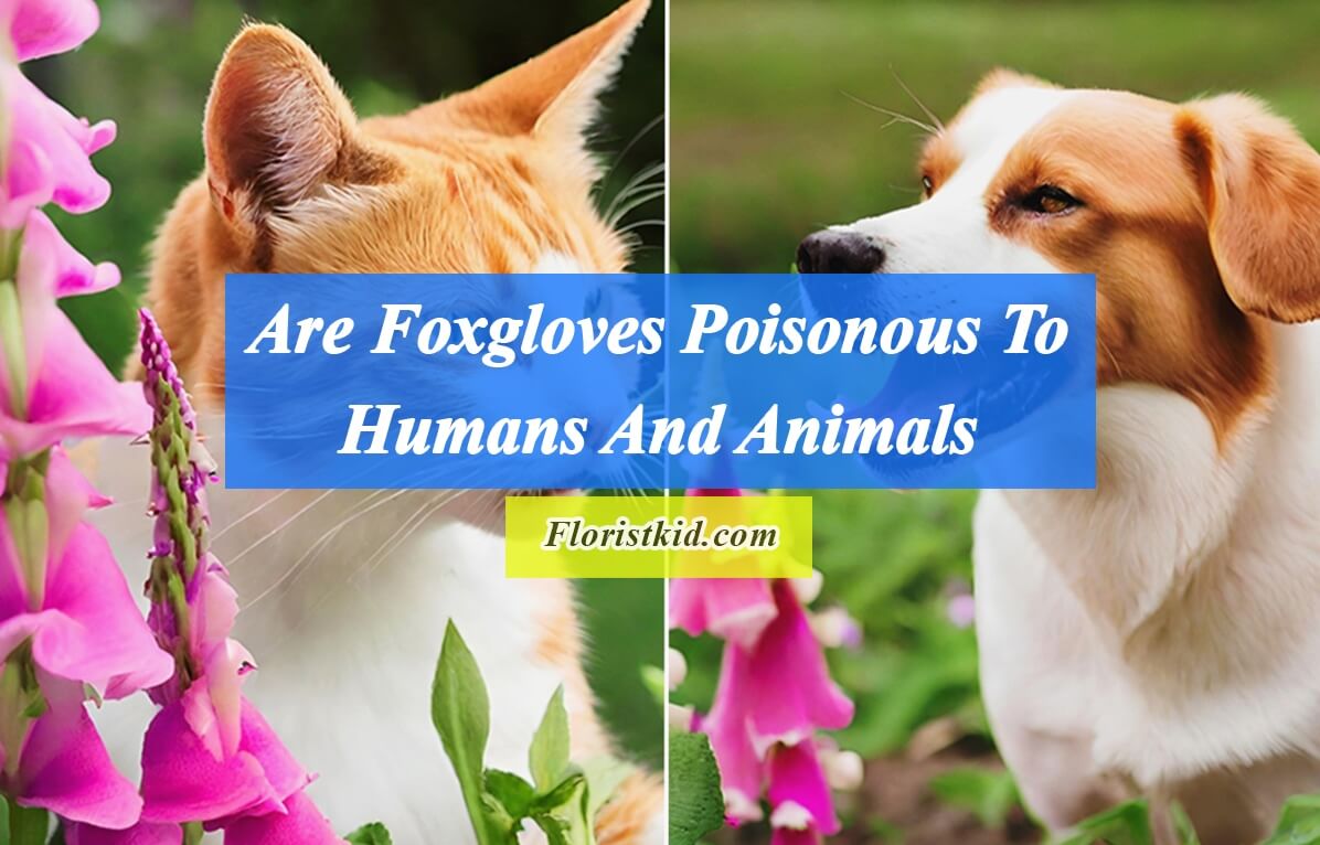 Are Foxgloves Poisonous To Humans And Animals