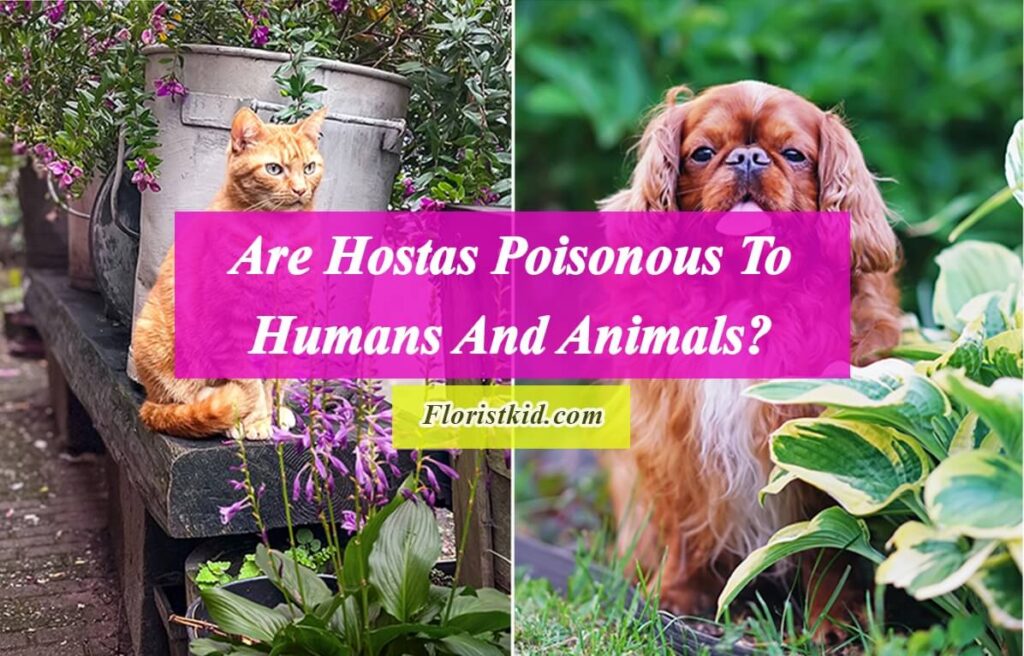 Are Hostas Poisonous To Humans And Animals