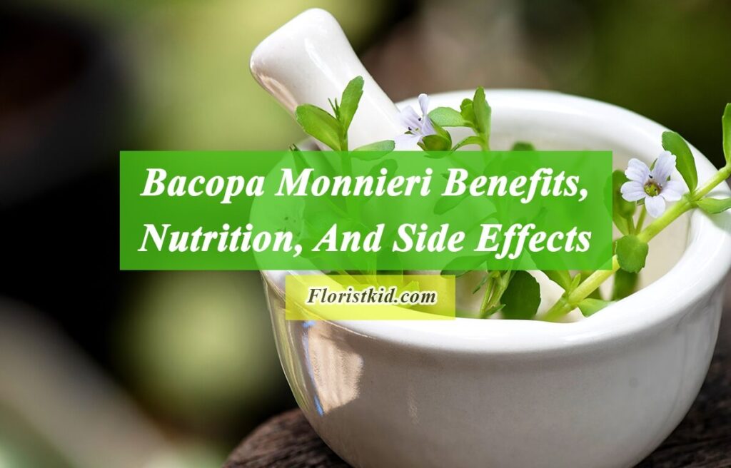 Bacopa Monnieri Benefits, Nutrition, And Side Effects