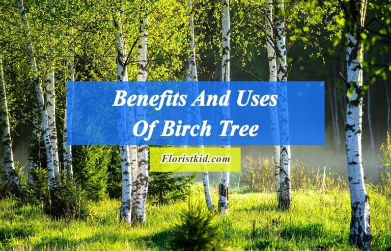 Benefits And Uses Of Birch Tree
