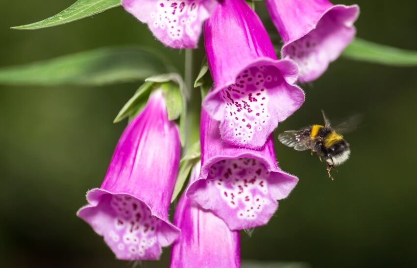 foxgloves are poisonous to humans