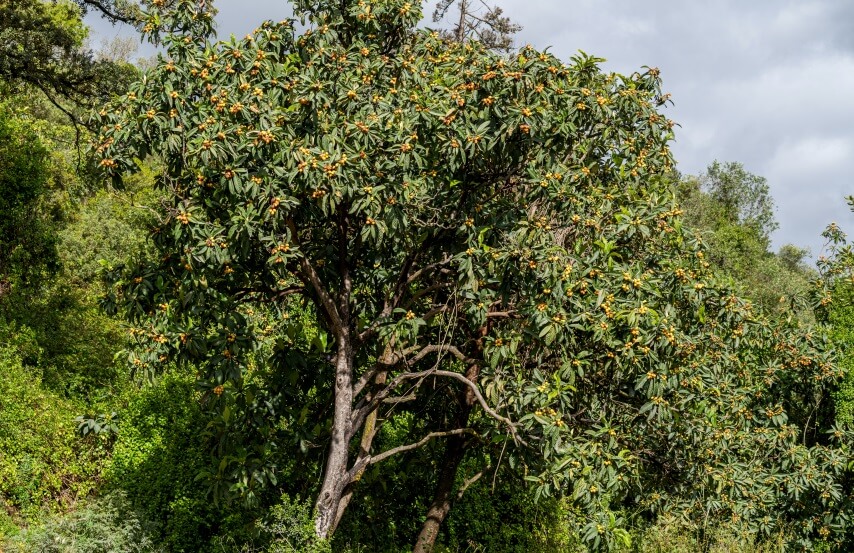 Eriobotrya japonica (loquat) tree